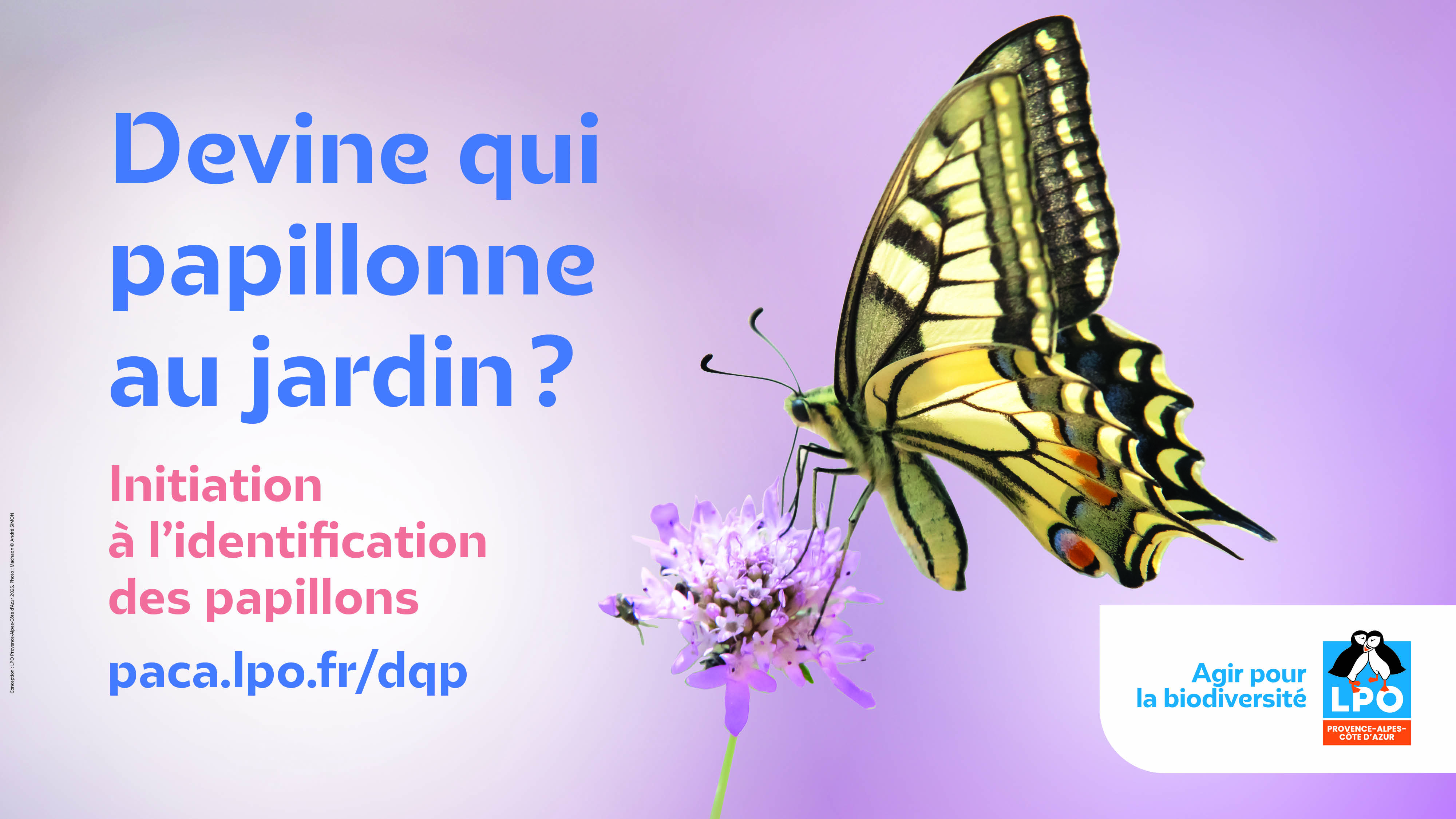 Devine qui papillonne ? au Château de l'Escarelle !